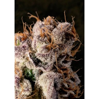 Wedding Crasher Fast  High Speed Buds