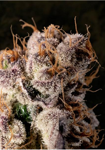 Wedding Crasher Fast  High...