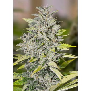 Comprar Chocolope Fast da High Speeds Buds | Chocolope Fast barato