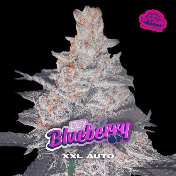 Auto Blueberry XXL  fem BSF Seeds