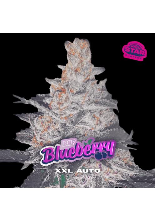 Auto Blueberry XXL  fem BSF Seeds