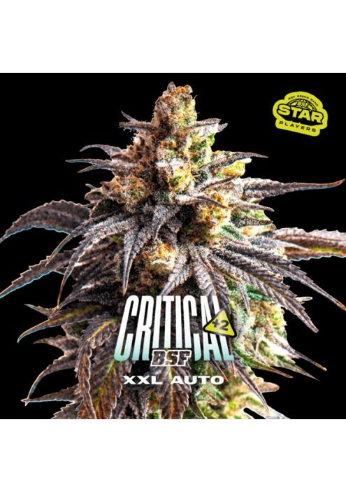 Auto Critical +2 XXL  fem BSF Seeds
