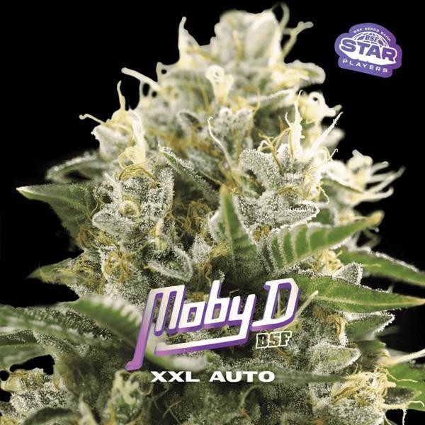 Auto Moby-D XXL BSF Seeds