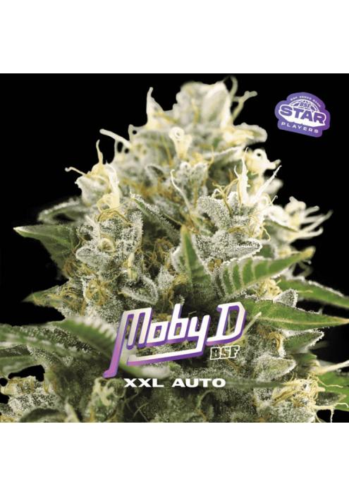 Auto Moby-D XXL  fem BSF Seeds