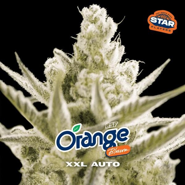 Auto Orange Blossom XXL BSF Seeds