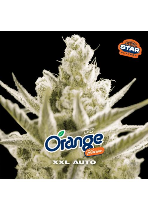 Auto Orange Blossom XXL  fem BSF Seeds
