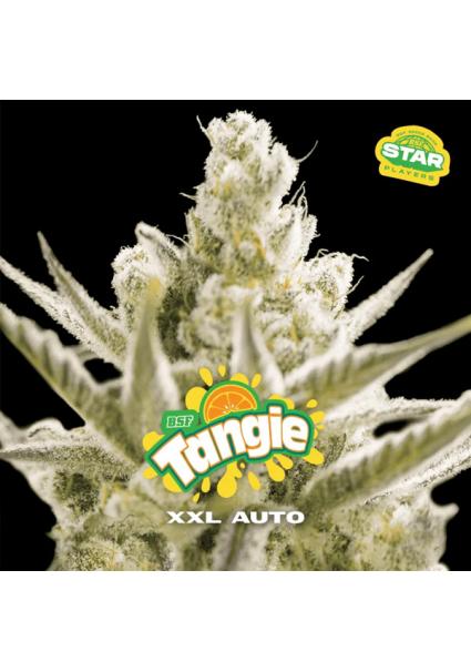 Auto Tangie XXL  fem BSF Seeds