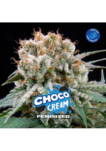 Choco Cream BSF Seeds