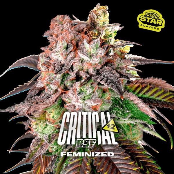Critical +2  fem BSF Seeds