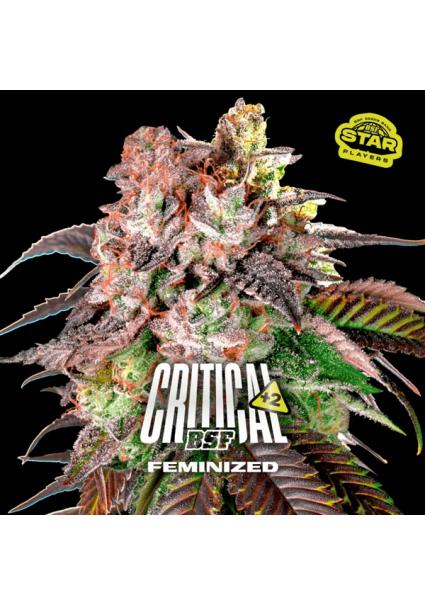 Critical +2 BSF Seeds