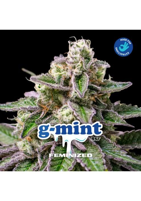 GMint   fem BSF Seeds
