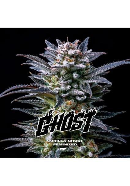 Gorilla Ghost  fem BSF Seeds