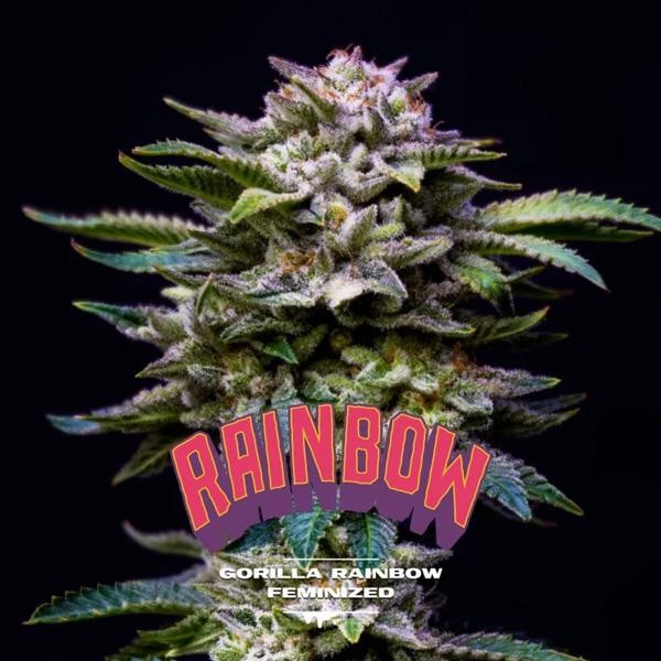 Gorilla Rainbow BSF Seeds