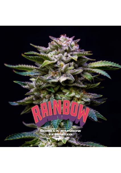 Gorilla Rainbow BSF Seeds