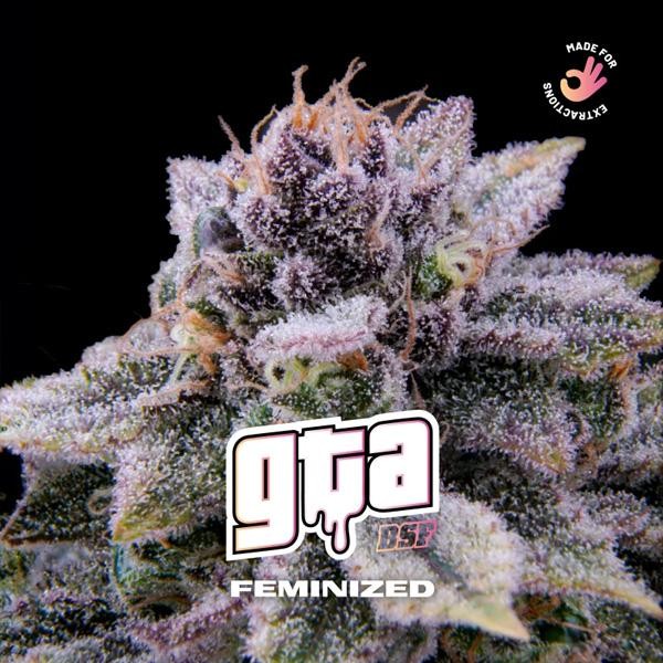 GTA BSF Seeds