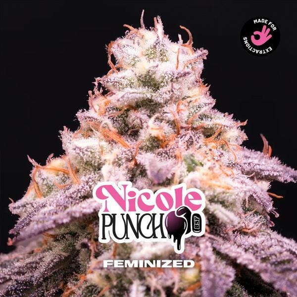 Nicole Punch  fem BSF Seeds