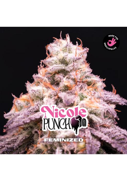 Nicole Punch  fem BSF Seeds