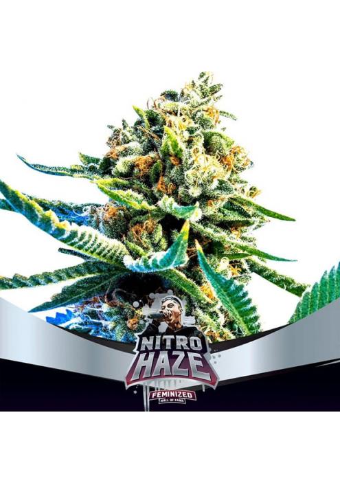 Nitro Haze  fem BSF Seeds