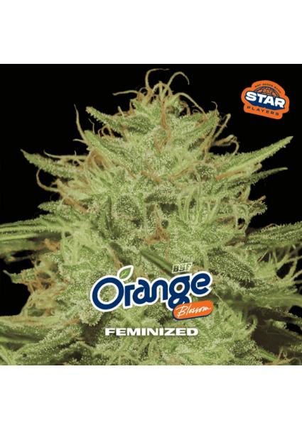 Orange Blossom BSF Seeds