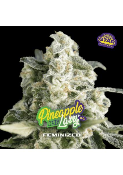 Pineapple Larry OG BSF Seeds