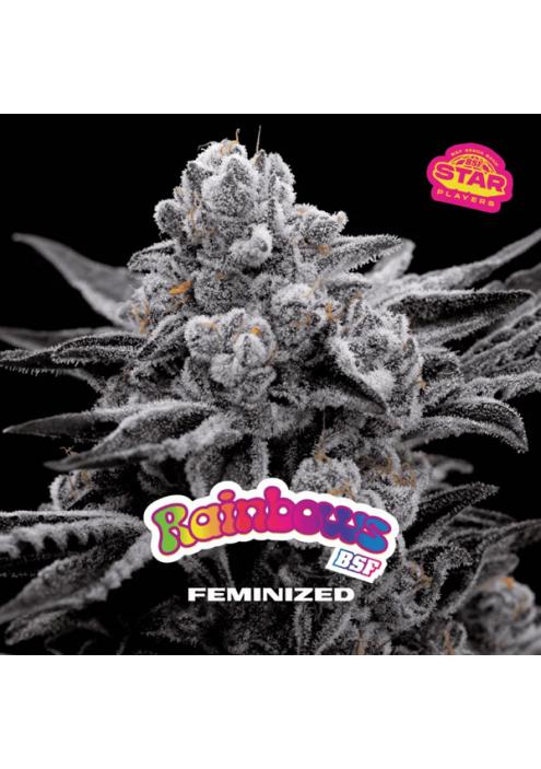 Rainbows  fem BSF Seeds