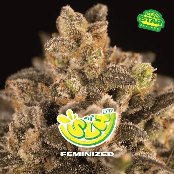 SLH Super Lemon Haze BSF Seeds