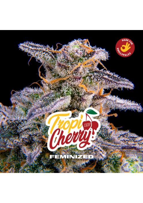 Tropicherry   fem BSF Seeds