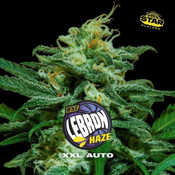 Auto Lebron Haze  XXL  fem BSF Seeds