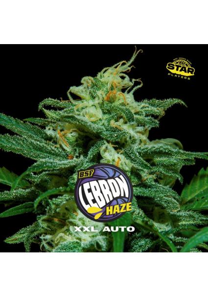 Auto Lebron Haze  XXL  fem...