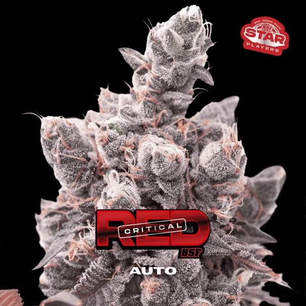 Auto Red Critical BSF Seeds