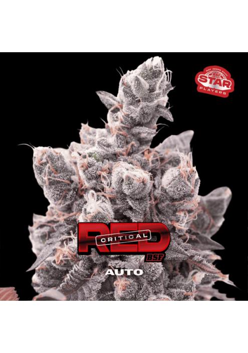 Auto Red Critical  fem BSF Seeds