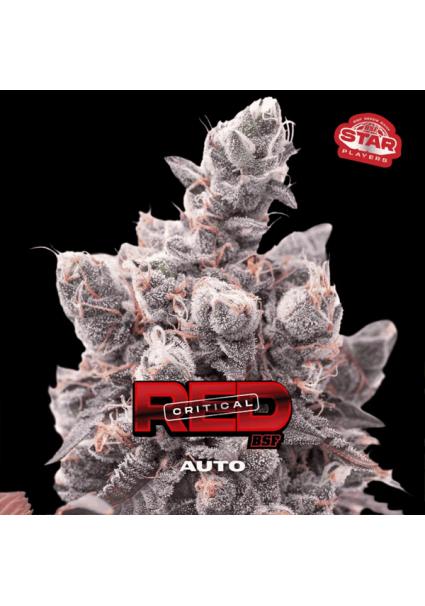 Auto Red Critical  fem BSF...