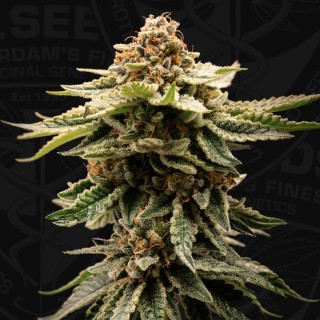 CandyBelt  6+1 u. fem. T.H. Seeds