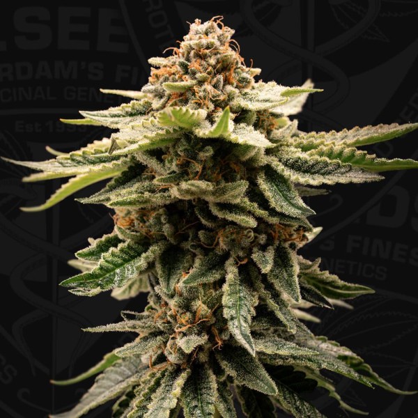 Candy Belt  6+1 u. fem. T.H. Seeds
