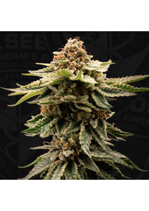 CandyBelt  6+1 u. fem. T.H. Seeds