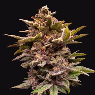 Pure Lemon Cherry  6+1 u. fem. 420 Limited Pack T.H. Seeds