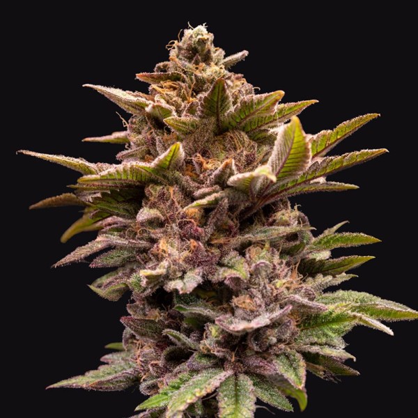 Pure Lemon Cherry  6+1 u. fem. 420 Limited Pack T.H. Seeds