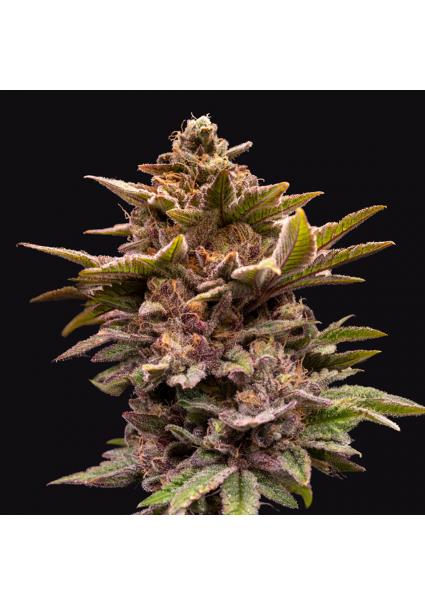 Pure Lemon Cherry  6+1 u....