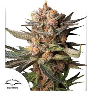 Auto Frozen Biscotti