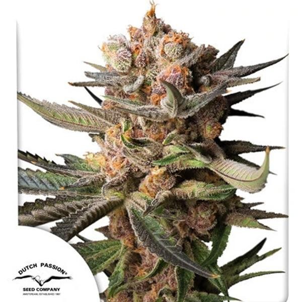 Auto Frozen Biscotti