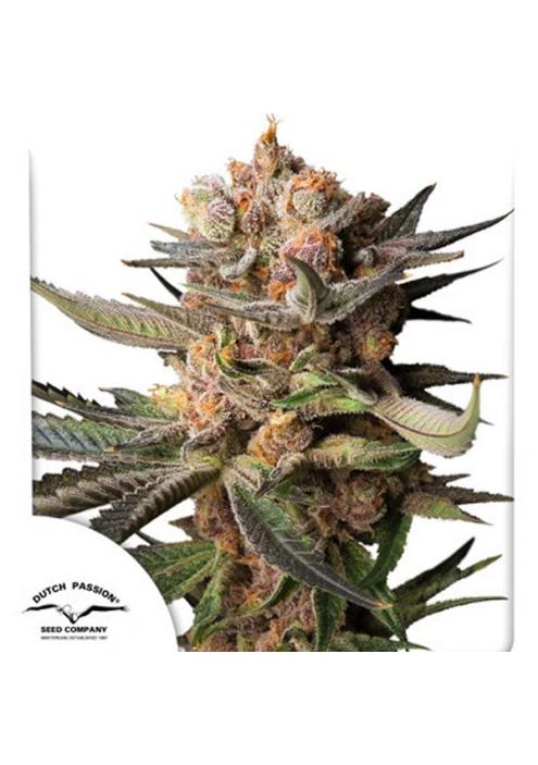 Auto Frozen Biscotti