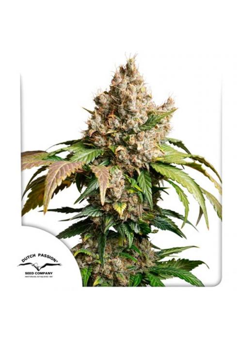 Auto Red Tropicana Cookies