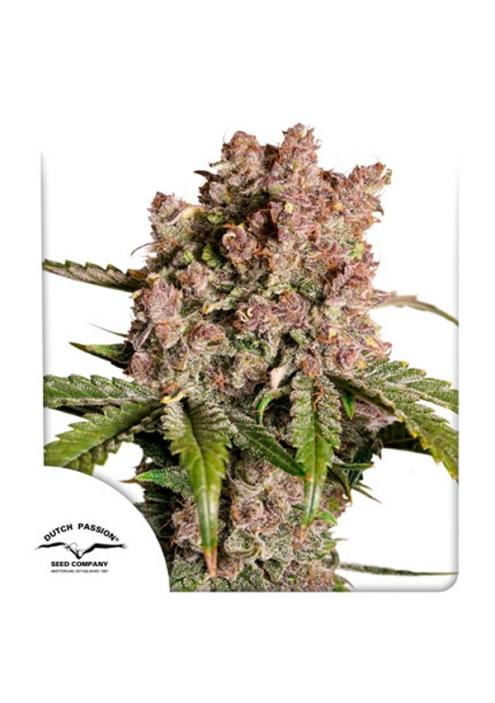 Auto Strawberry Soda