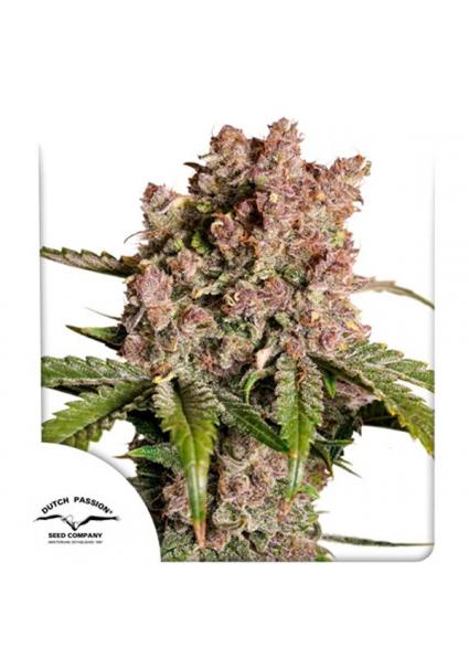 Auto Strawberry Soda