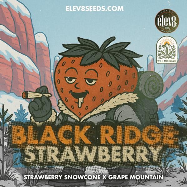 Black Ridge Strawberry Elev8 Seeds
