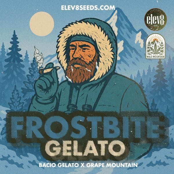 Frostbite Gelato  fem Elev8 Seeds