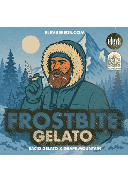 Frostbite Gelato  fem Elev8 Seeds