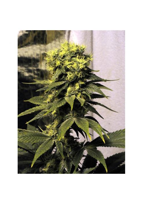 Early Queen 15 u. reg. Mr. Nice