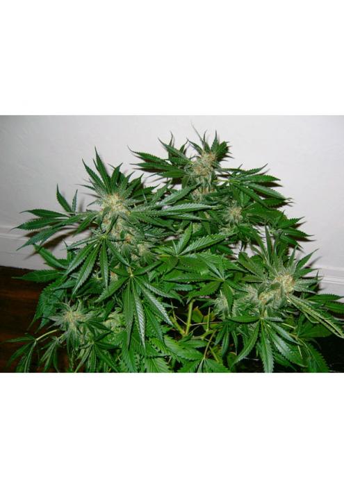 Early Skunk (Early Pearl x Skunk) 15 u. reg. Mr. Nice