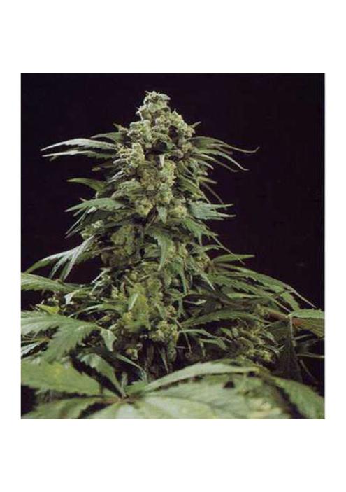 G13 x Widow 15 u. reg. Mr. Nice